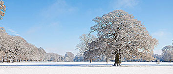 纽卡斯尔战胜布莱顿，实现主场保级：从绝望到狂欢，圣詹姆斯公园的奇迹之夜